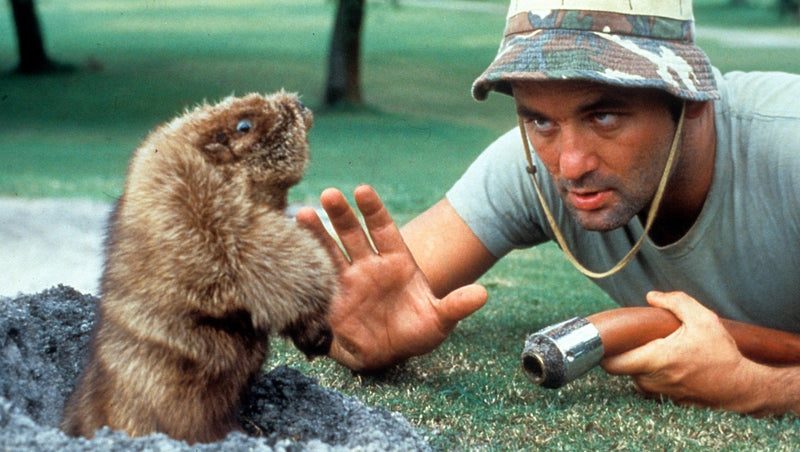 In Praise of… Bill Murray